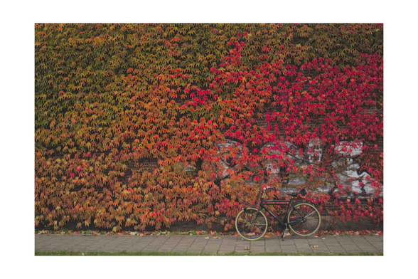 Photo of a wall with autumn colored leafs