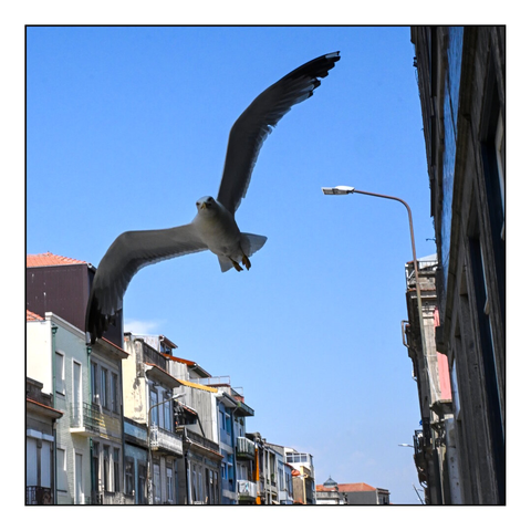 The image shows a seagull in mid-flight against a clear blue sky, about 2m away from the camera. The bird's wings are fully spread, as it is flying directly toward the photographer in an urban area. Below the seagull, there are several multi-story buildings with traditional European architecture, featuring balconies and tiled facades. A street lamp is visible on the right side of the image, attached to one of the buildings. (draft by mistral.ai, edited by author)