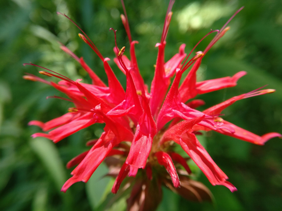 A photograph of a red flower