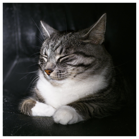 En fyrkantig bild på katten Sonja som ligger i en svart fåtölj med stängda ögon och huvudet åt vänster i bild.