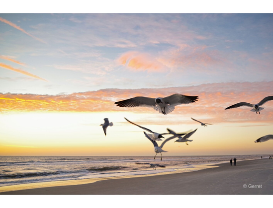 Seagulls soar over a serene beach at sunrise, with vibrant orange and pink clouds in the sky. Two people stroll along the shoreline, creating a tranquil scene.