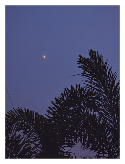 The dark silhouette of palm fronds against a deep purple twilight sky, with a small crescent moon visible in the distance.