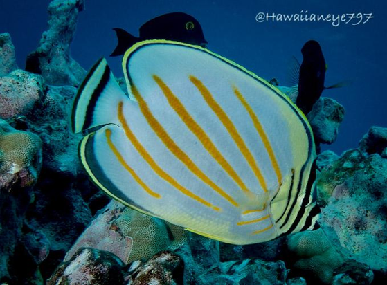 An oval white fish marked with bold golden-yellow diagonal lines feeding on an ocean reef. It has outlines in black and pale yellow. It has black lines on its face.