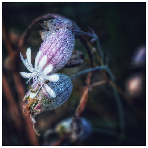 Close-up of Silene vulgaris, commonly known as bladder campion, showcasing delicate lavender-pink buds and a small white flower in bloom. The buds are adorned with fine dewdrops, giving them a frosted, shimmering appearance. The slender, curved stems and softly blurred background highlight the intricate details of the plant, capturing the serene beauty of this wildflower in its natural habitat.