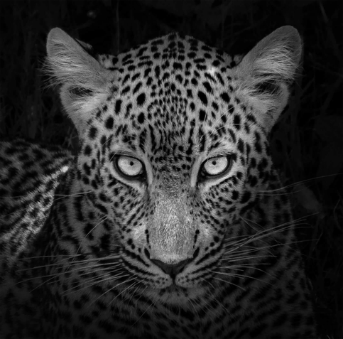 Close-up of a striking black-and-white leopard, its piercing eyes and dotted fur pattern creating an intense, captivating gaze.