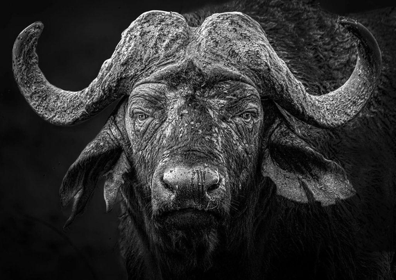 Close-up of a majestic black cape buffalo with textured skin and large, twisted horns, set against a dark background.
