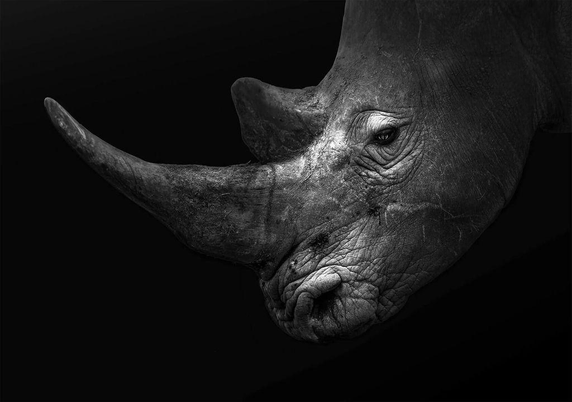 Close-up of a rhinoceros's head in black and white, highlighting its textured skin, prominent horn, and soulful eye against a dark background.