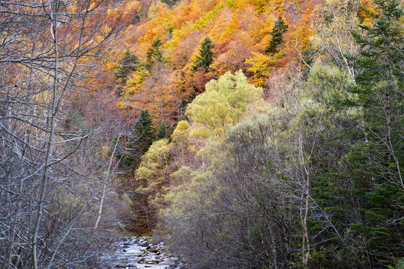 Fotografia de un paisaje otoñal, en la parte inferior izquierda se ve el cauce de un rio con rocas sobre el, encima y a los lados el bosque llena el cuadro con árboles con los colores del otoño (rojos, marrones,amarillos naranjas  y verdes) a distintas distancias y con distintos de follaje.