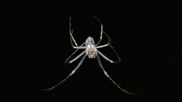 A photo of a white spider suspended upside down from a web in the dark.