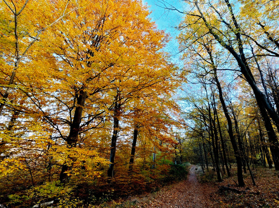 Autumnal forest in the pilis, hungary