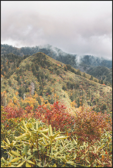 A misty mountain scene in the Great Smoky Mountains National Park during autumn. Red and green foliage fills the foreground, with tree-covered hills fading into fog and clouds above. The photo feels peaceful, though the area was actually crowded with tourists.