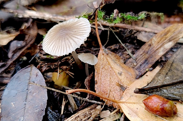 Tableau automnale composé de deux pieds de mycena spec., d'un liseret de mousse, de feuilles tombées au sol depuis plus ou moins longtemps, de brindilles de bois et d'une graine déposée sur une feuille.