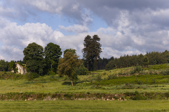 Paisagem no Norte de Portugal. No primeiro plano, um campo verdejante, seguido de um pinhal que cobre a encosta. À esquerda, as primeiras árvores ocultam parcialmente uma casa em ruínas.