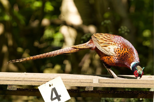 A magnificent male Ring-necked Pheasant with vibrant plumage is perched on a wooden railing, feeding. Its long tail feathers extend behind it. The bird has a distinctive dark green head and red wattle. The background is blurred green foliage
#Birds #lukehaigh #birdwatching #birdphotography #birding
