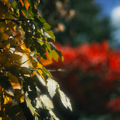 Yellow and green leaves in the foreground give way to bright red and green leaves in the distance on a sunny day.