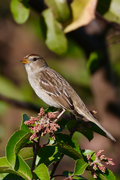 a pretty bird sits on pretty bush.