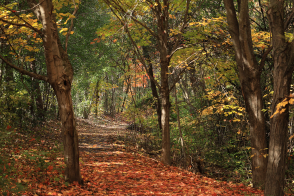 This is an autumn scene photo taken along a curved section of a fairly flat accessible trail which runs through a forest. The trail is covered with fallen leaves which range in colour from light brown to orangish. The trail curves slightly to the right in the frame with trees close to the edges on both sides. Some green leaves still remain on the trees providing a mix of colour across the photo. The frame is filled with trees and leaves in the top section with no sky showing. 