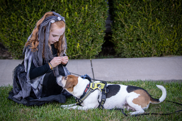 Picture of a kid in Halloween costume and a beagle mix dox getting some treats.