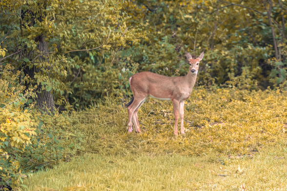 Random deer which showed up to see what the commotion is about.