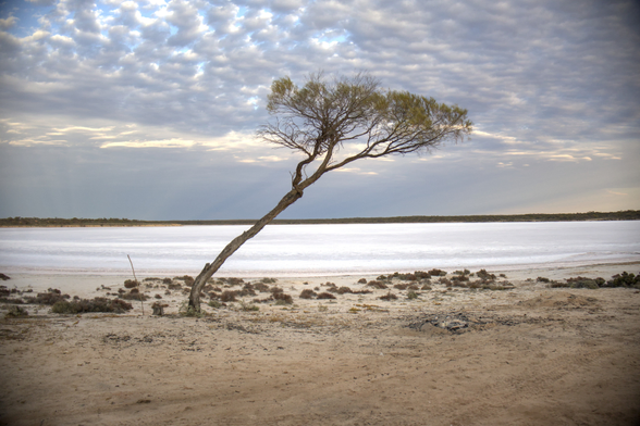 Colour photo of a salt lake in South Australia, with a windblown tree in front of a vast, bleak salt pan.