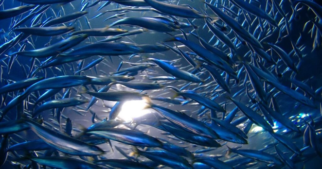 Japan aims to boost feed efficiency and secure stable supply to drive aquaculture growth