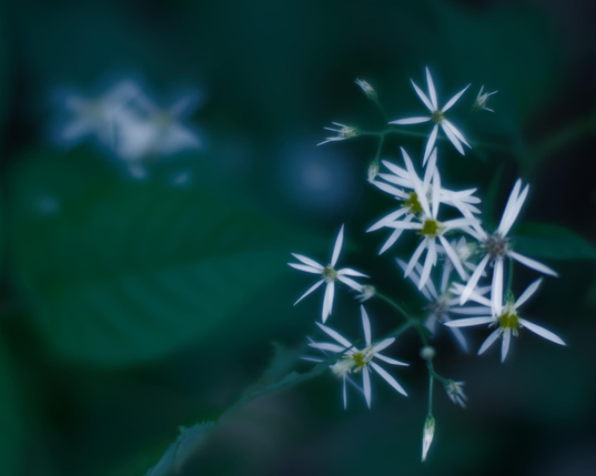 On the right side of the photo is a cluster of starlike aster flowers,  starlike in that they have many bright points,  more can be seen far out of focus to the upper right and the back is green and indistinct