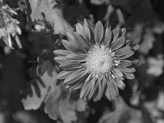 Flower, closeup, black and white, photo