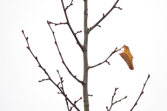A last leaf on a twig