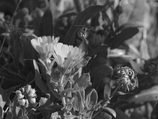 Flowers, black and white, photo