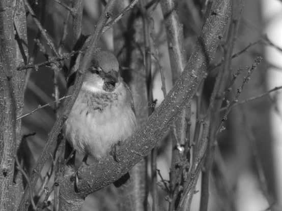 Bird, closeup, black and white, photo
