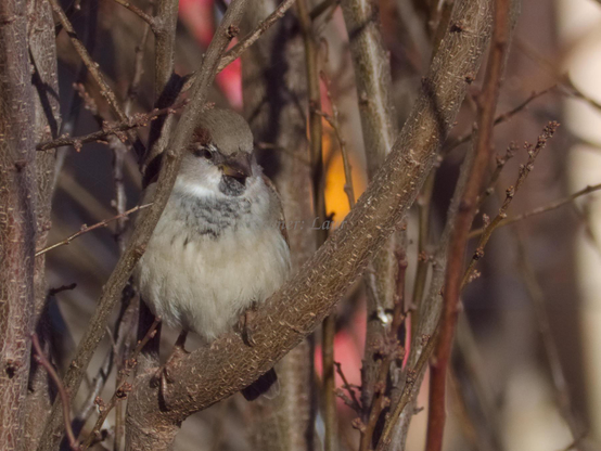 Bird, closeup, color, photo