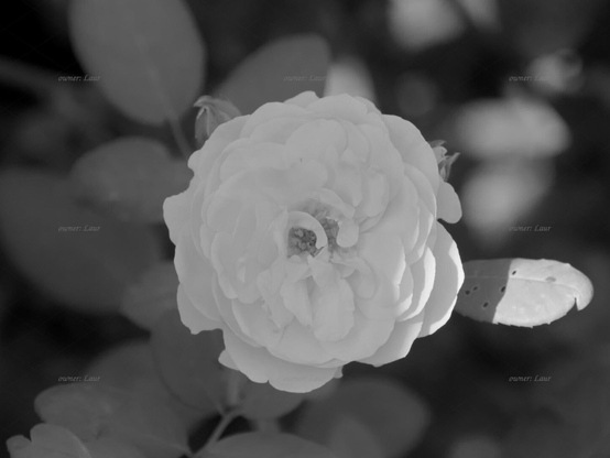 Rose, closeup, black and white, photo