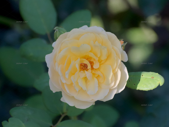 Rose, closeup, color, photo