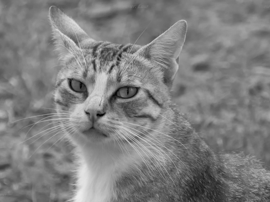 Cat, closeup, black and white, photo