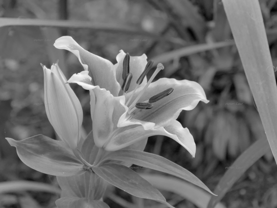 Flower, closeup, black and white, photo