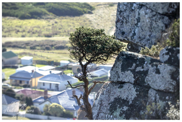 A photograph taken from the rocky slopes of The Nut in Stanley, Tasmania, showing a small, windswept, dark green tree growing out of the cracks of a massive, lichen-covered grey rock face in the foreground.

The background is a blurred view of the residential area of Stanley town, with various house rooftops visible below and rolling green hills beyond. The shallow depth of field emphasizes the tree and the rock.