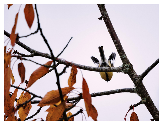 En liggande bild på en talgoxe underifrån som flyger förbi grenar med höstlöv. Vingarna är i ca 72 grader.