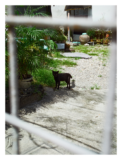 A black cat standing in a backyard, looking at the camera. The picture is viewed through the blurry white bars of a fence in the foreground.