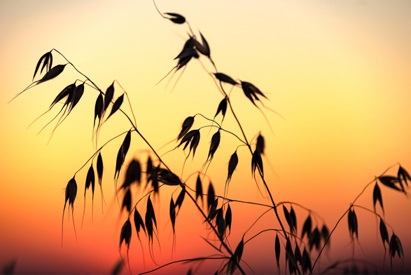 Das Bild zeigt die silhouettierten Fruchtstände von Hafer (Avena sativa) bei Sonnenuntergang.