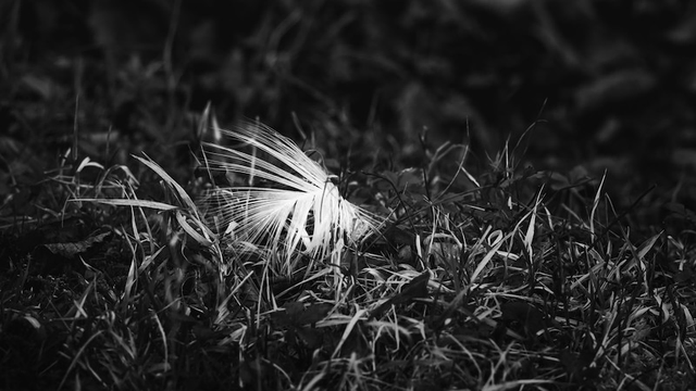 Eine kleine weiße Feder, die auf der Oberfläche von Gräsern gelandet ist. Das Foto ist in 16:9 und in Schwarzweiß.