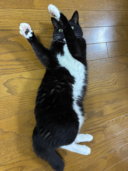 A black and white cat is lying on its back with its front paws raised, displaying its pink paw pads. The cat has yellow eyes and is on a wooden floor.