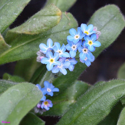 勿忘草の花言葉は「真実の愛」「私を忘れないで下さい」だそうです。
