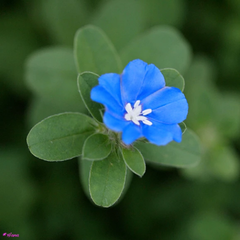 アメリカンブルーの花言葉は「溢れる想い」「ふたりの絆」だそうです。