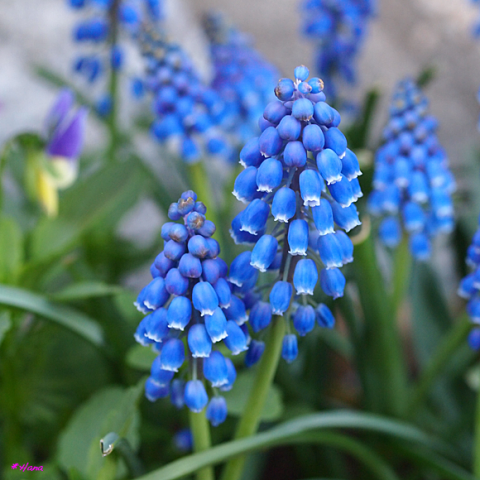 ムスカリの花言葉は「通じ合う心」だそうです。