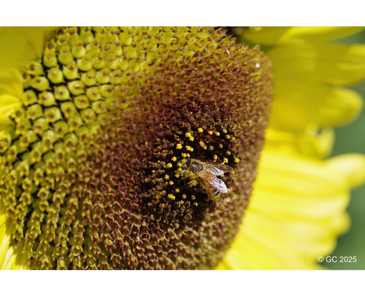 Close-up of a sunflower with vibrant yellow petals and a textured brown center. A bee collects pollen, symbolizing nature's harmony and vibrancy.