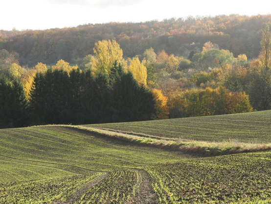 Im Vordergrund sind neu ausgesäte Felder mit Reihen kleiner Sämlinge. Dahinter sind Bäume, vorne dunkle Nadelbäume, dahinter von hinten hell durchleuchtete Laubbäume. Hinter all dem sit ein Mischwaldhügel zu sehen.