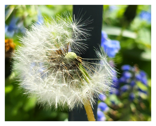 Photo of a dandelion seed head in a community garden, with about a quarter of its white tufts missing, blown away by the wind. The remaining tufts form a crescent oriented like a “C,” with some white bristles standing out against a dark metal fence post. Out of focus beyond the post are some bluebells and greenery.