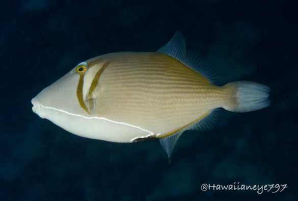 A light-colored fish swimming over an ocean reef. It has a white underbelly, shades of golden brown over its sides and back, and two scythe-like markings over its gills.
