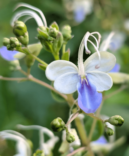 Flower inside small garden that looks like a butterfly. Four white petals forming the butterfly wings and a fifth blue petal at the bottom. Captured with Google Pixel in Bangkok Thailand