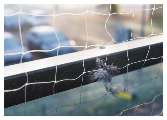 En liggande bild på ett nät på en balkong. I nätet sitter några fjädrar efter en fågel. I den ur fokus bakgrunden en parkering med bilar.